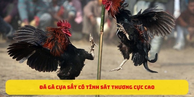 da-ga-cua-sat-co-tinh-sat-thuong-cuc-cao-king88